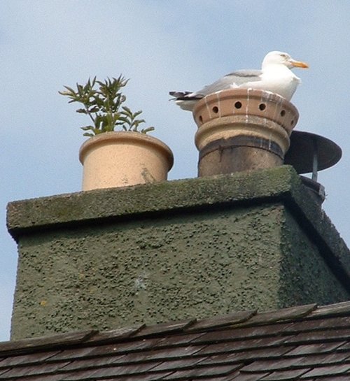 Gull nesting