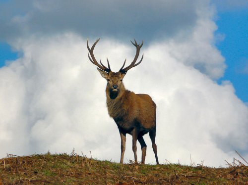 Red Deer Stag, Bradgate Park, Leicestershire