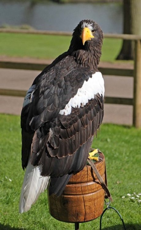 Steller Sea Eagle
