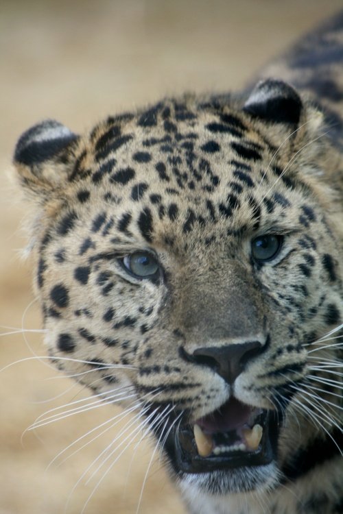 Who are you calling 'cute'?