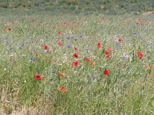 Wild flower meadow at Hyde Hall