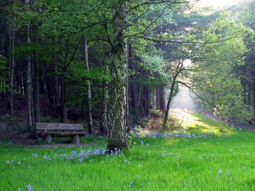 Woodland Scene Newmillerdam