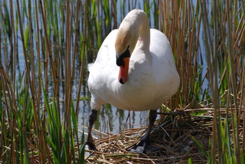 Nesting Swan