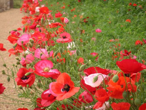 Poppies at Easton Walled Gardens