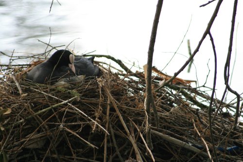 Nesting Morehen