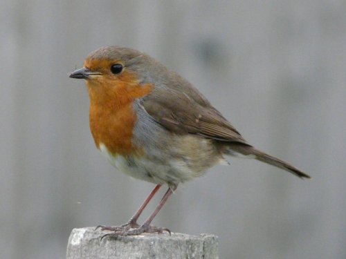 A Robin with a fly in it's beak
