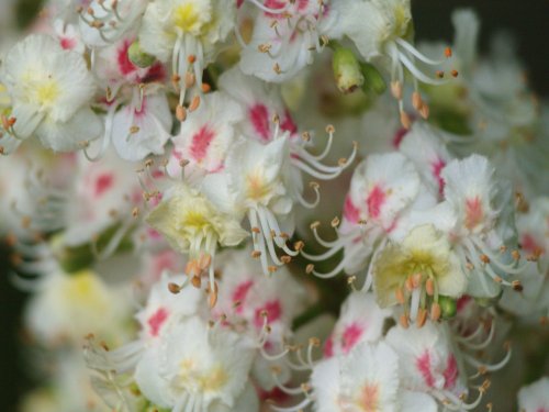 Horse Chestnut tree flowers, Middle Claydon, Bucks