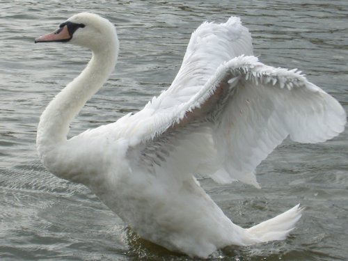 Potter Heigham Broads