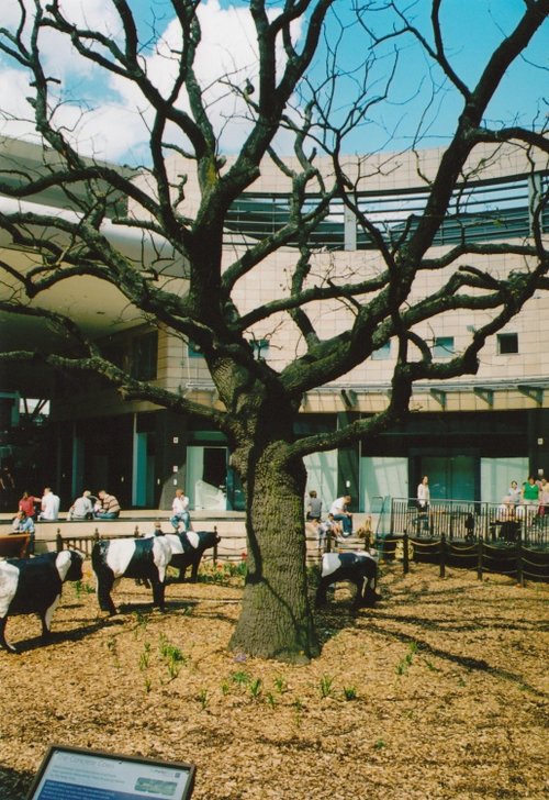 The old Oak tree in Midsummer Place