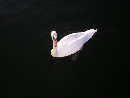 Swan