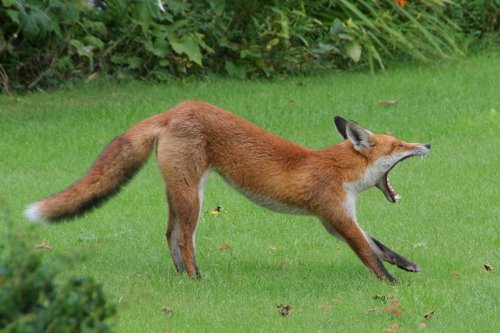 Fox in the Garden 2