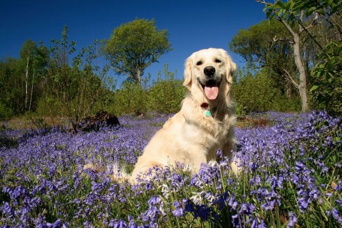 Chester in the bluebells