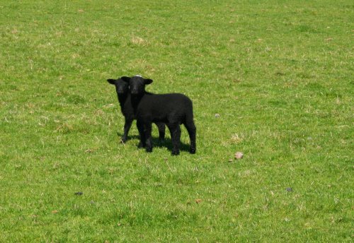 Black Lambs