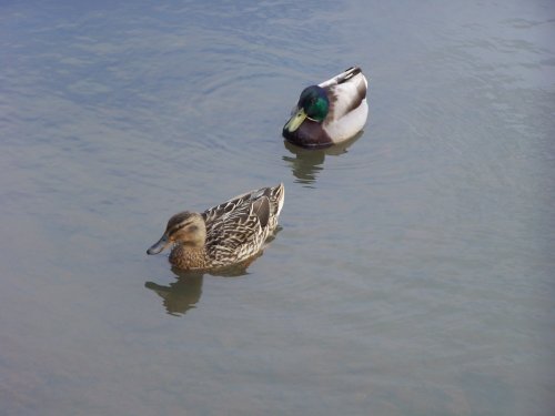 Ducks.