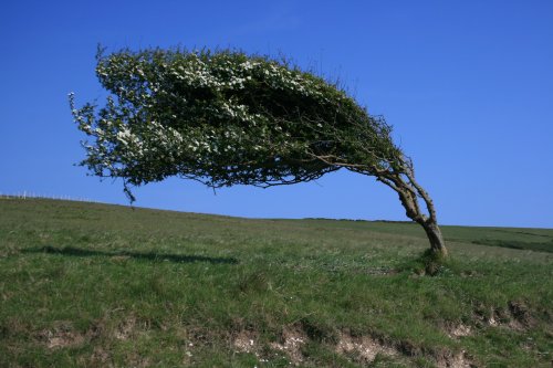 A dramatic tree at Cuckmere Haven