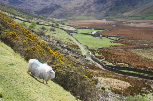 Llyn Ogwen area