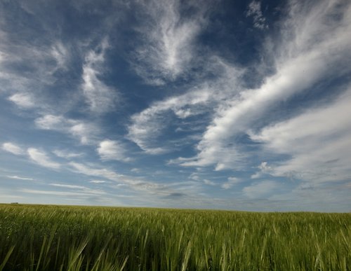 Barley and sky, the Ridgeway, Bledlow Ridge, Bucks