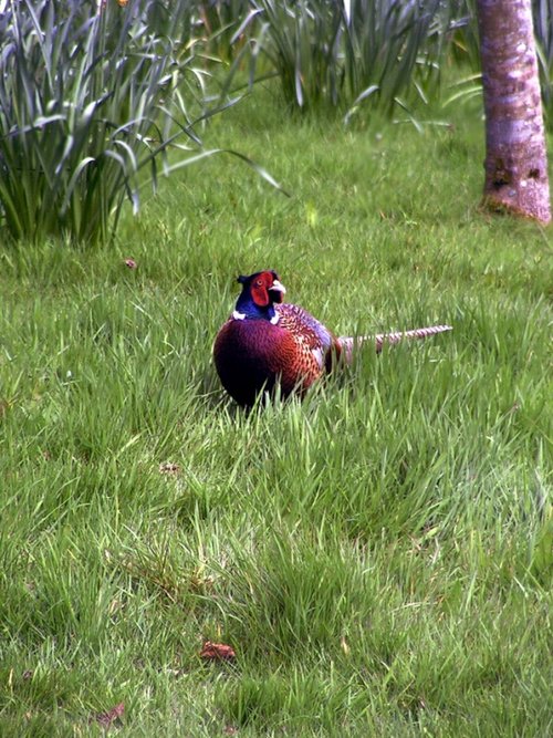 Lost Gardens of Heligan