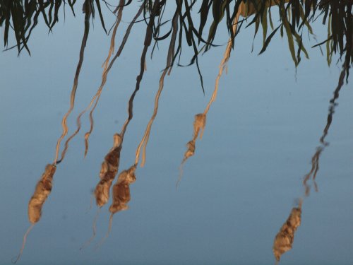Bull rushes reflected in the Oxford Canal, Marston Doles, Warwickshire