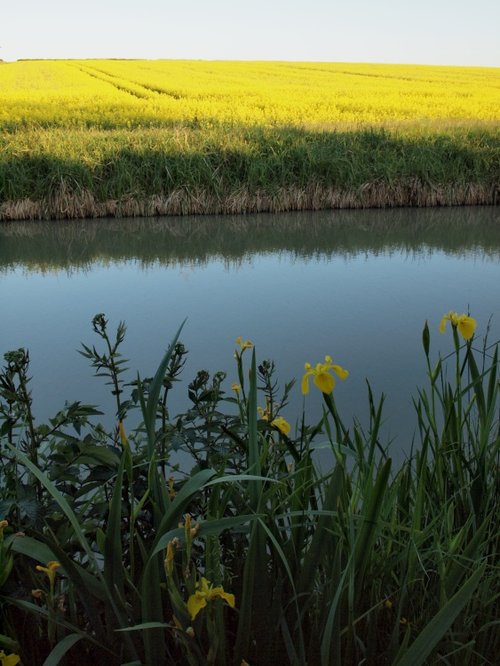 Yellow Flag, Oxford Canal, Marston Doles, Warwickshire