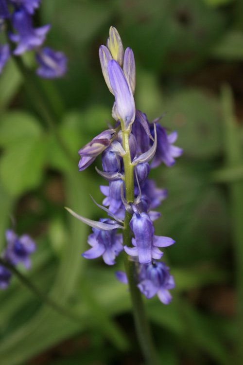 Bluebells