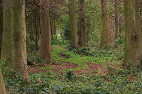 Woods near Lockington