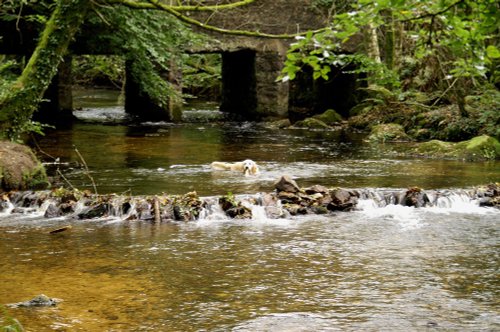 Golitha Falls