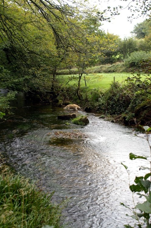 Golitha Falls