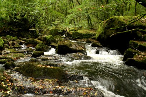 Golitha Falls