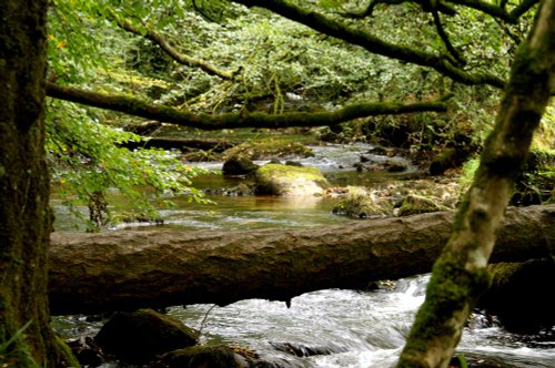 Golitha Falls