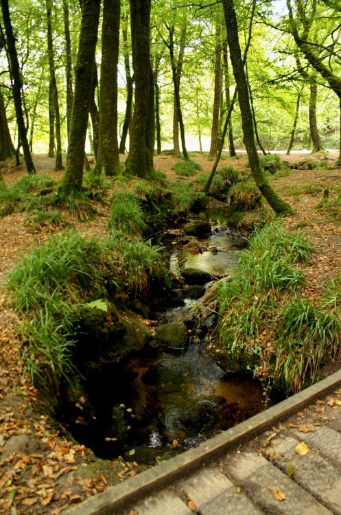 Small stream feeding into the river Fowey.