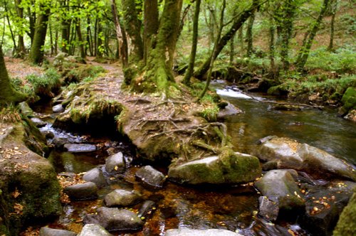 Golitha Falls