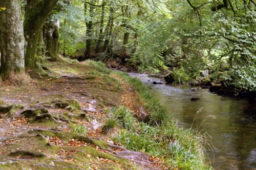 Golitha Falls