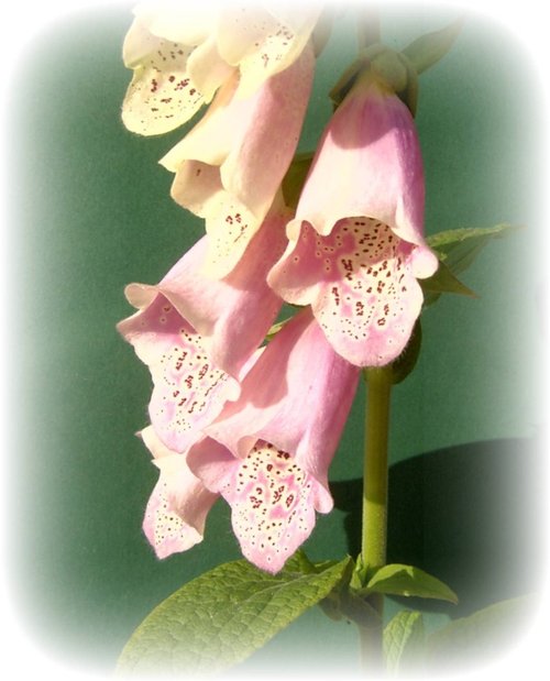 Flowers in my garden