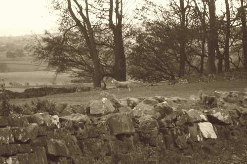 Obligatory sheep in Sepia at Castle Bolton, North Yorkshire