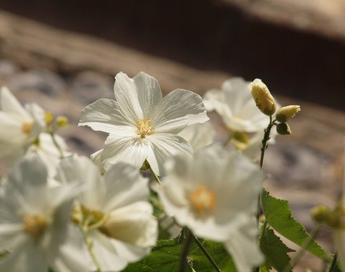 Flowers in the Churchyard, Ivinghoe, Bucks