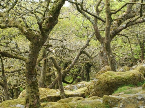 Wistman's Wood