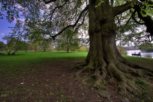 Contemplation at Mote Park