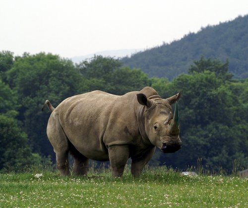 Rhino