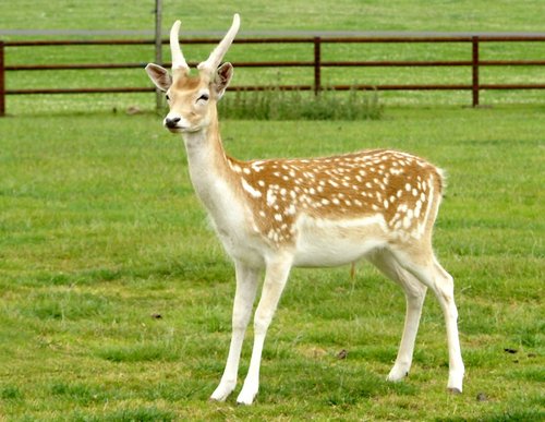 Bambies big brother?