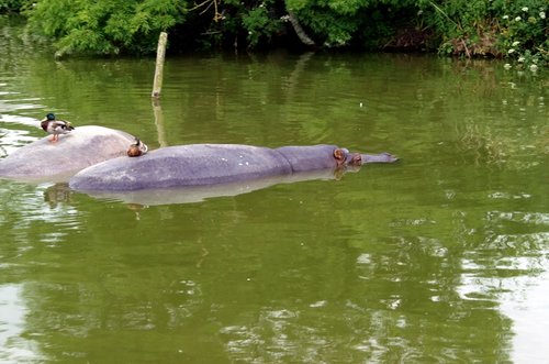 Longleat House & Safari Park