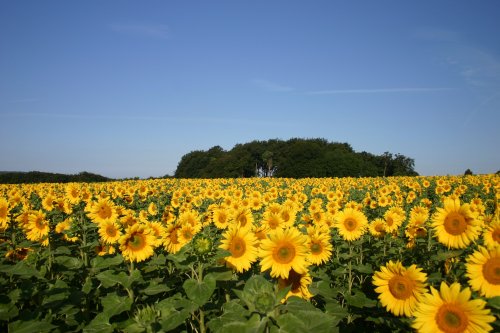 Sunflowers in Rudloe, Wiltshire