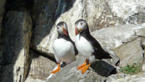 Puffins