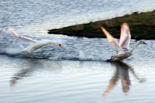 Herrington Country Park