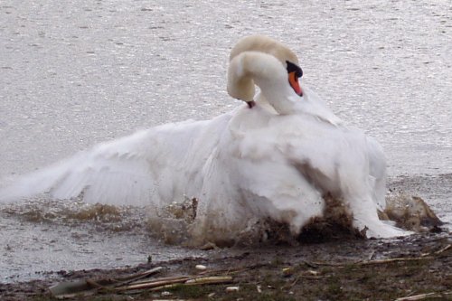 Herrington Country Park