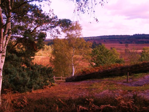 View north from old sea cliff Wolferton on Sandringham Estate