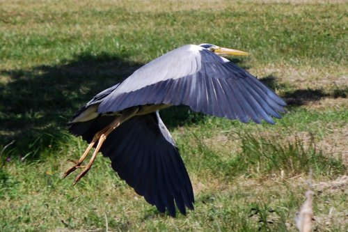 Herrington Country Park