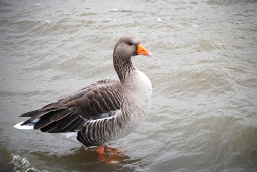 Herrington Country Park
