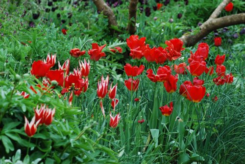 Spring in the garden