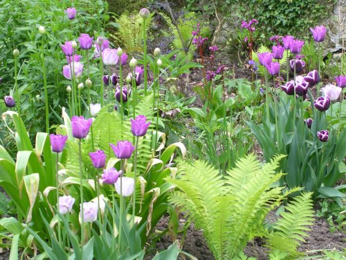 The garden in Spring